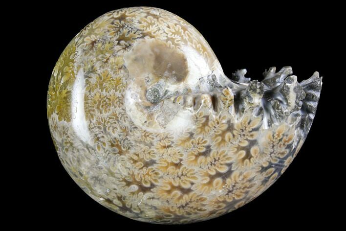 Polished, Agatized Ammonite (Phylloceras?) - Madagascar #149207